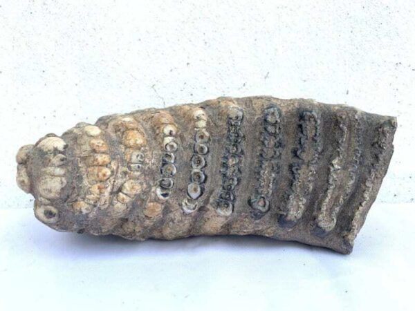 Stegodon / Mastadon Teeth 250mm Fossil Fossils Mammoth Elephant Mammal Prehistoric Specimen