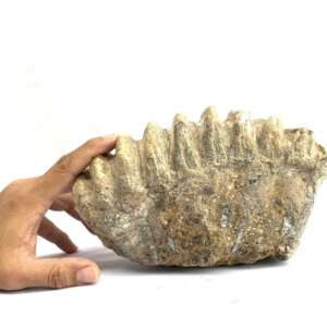 Elephant Fossil Herbivorous Animal 200mm Stegodon / Mastadon Teeth Mammal Prehistoric Fossils