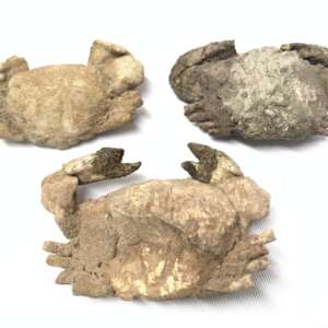 Crab Fossil (3 Specimen) Fossils Decapod Crustaceans Brachyura Paleontology Jurassic Dinosaur Period