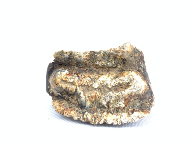 RARE Stegodon Mammoth Fossil Teeth Tooth remain Dinosaur RARE Stegodon Mammoth Fossil Teeth Tooth remain Dinosaur