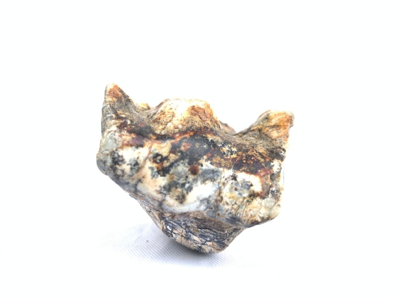 RARE Stegodon Mammoth Fossil Teeth Tooth remain Dinosaur RARE Stegodon Mammoth Fossil Teeth Tooth remain Dinosaur