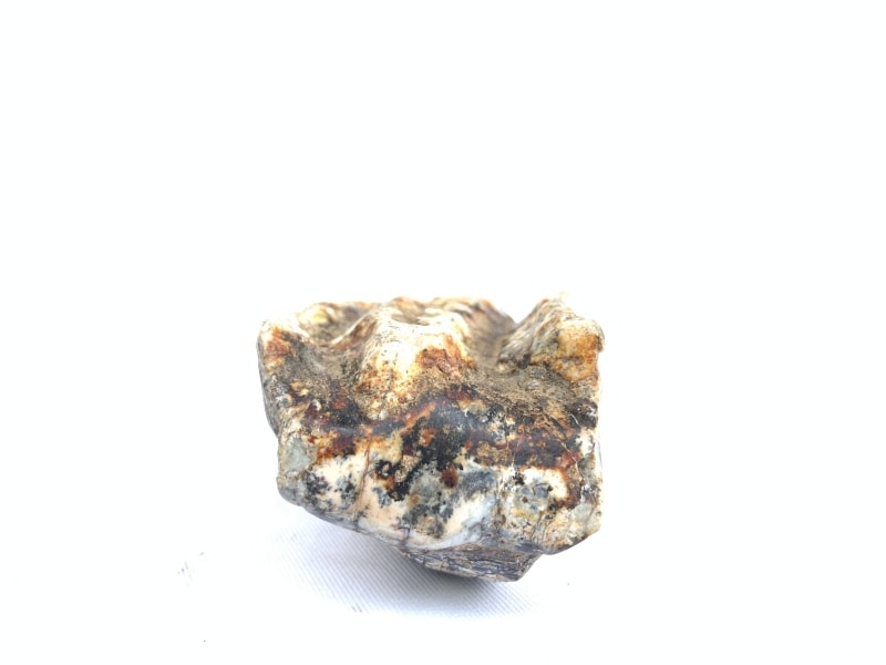 RARE Stegodon Mammoth Fossil Teeth Tooth remain Dinosaur RARE Stegodon Mammoth Fossil Teeth Tooth remain Dinosaur