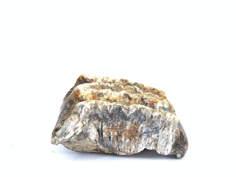 RARE Stegodon Mammoth Fossil Teeth Tooth remain Dinosaur RARE Stegodon Mammoth Fossil Teeth Tooth remain Dinosaur