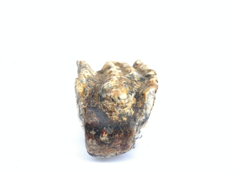 RARE Stegodon Mammoth Fossil Teeth Tooth remain Dinosaur RARE Stegodon Mammoth Fossil Teeth Tooth remain Dinosaur