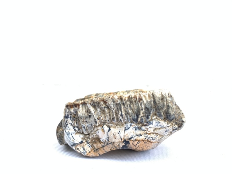 RARE Stegodon Mammoth Fossil Teeth Tooth remain Dinosaur RARE Stegodon Mammoth Fossil Teeth Tooth remain Dinosaur