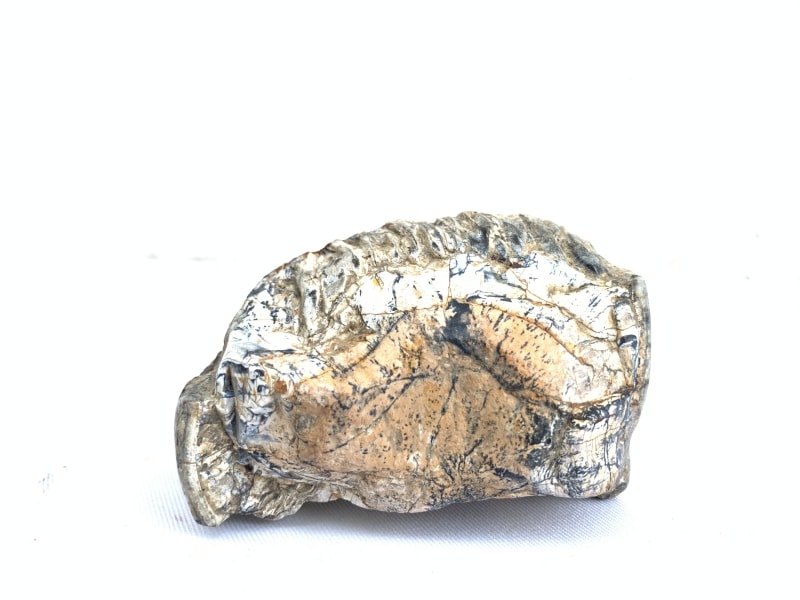RARE Stegodon Mammoth Fossil Teeth Tooth remain Dinosaur RARE Stegodon Mammoth Fossil Teeth Tooth remain Dinosaur
