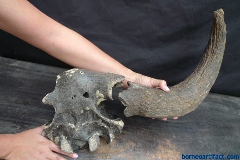 skull fossils ancient buffalo and antler fossil sulawesi organic remains relic FOSSILS ANCIENT BUFFALO Skull & Antler Fossil Sulawesi Organic Remains Relic