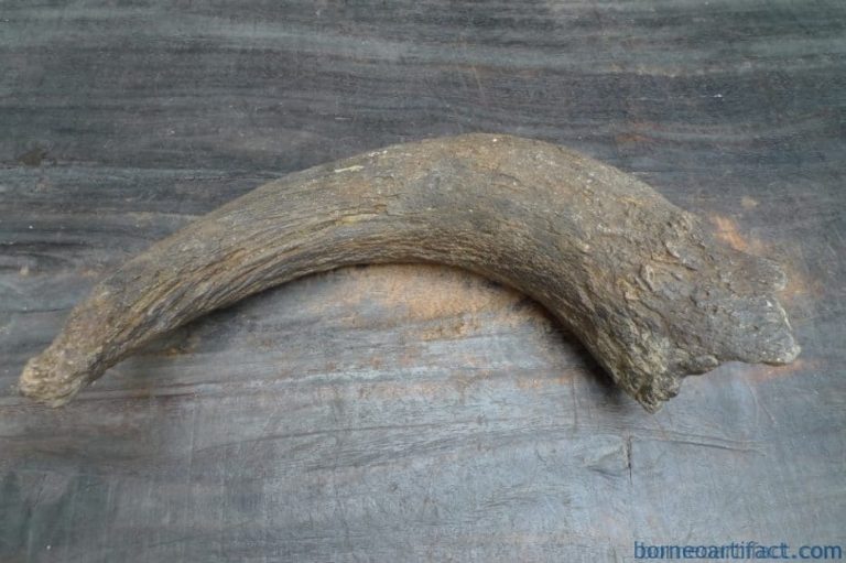 skull fossils ancient buffalo and antler fossil sulawesi organic remains relic FOSSILS ANCIENT BUFFALO Skull & Antler Fossil Sulawesi Organic Remains Relic