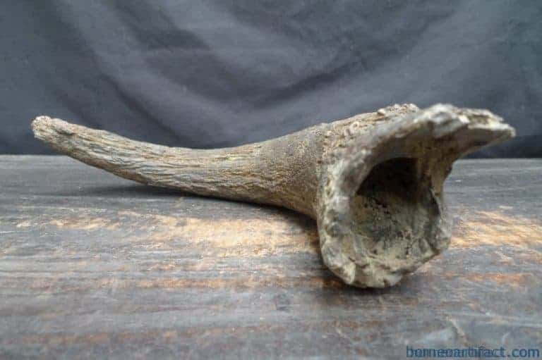 skull fossils ancient buffalo and antler fossil sulawesi organic remains relic FOSSILS ANCIENT BUFFALO Skull & Antler Fossil Sulawesi Organic Remains Relic