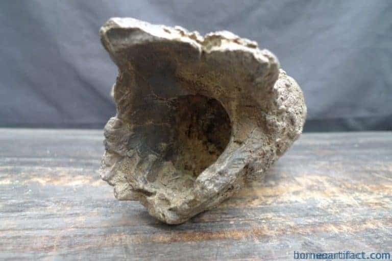 skull fossils ancient buffalo and antler fossil sulawesi organic remains relic FOSSILS ANCIENT BUFFALO Skull & Antler Fossil Sulawesi Organic Remains Relic
