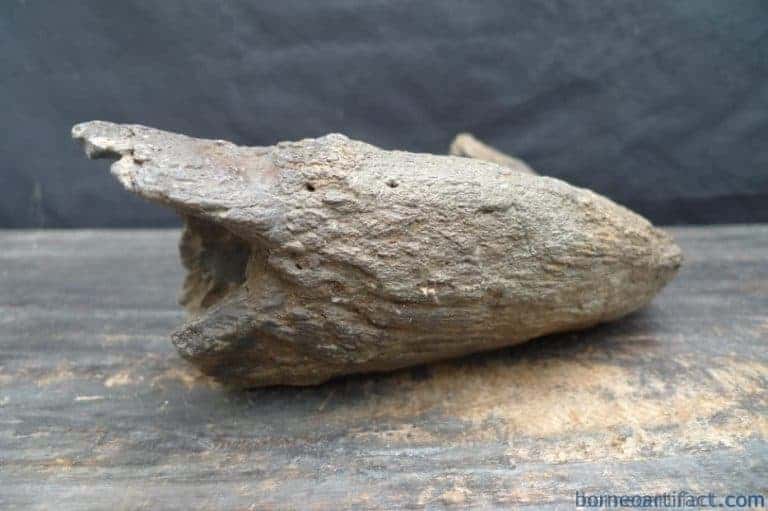 skull fossils ancient buffalo and antler fossil sulawesi organic remains relic FOSSILS ANCIENT BUFFALO Skull & Antler Fossil Sulawesi Organic Remains Relic
