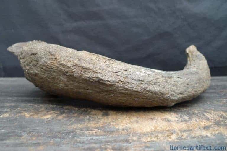 skull fossils ancient buffalo and antler fossil sulawesi organic remains relic FOSSILS ANCIENT BUFFALO Skull & Antler Fossil Sulawesi Organic Remains Relic