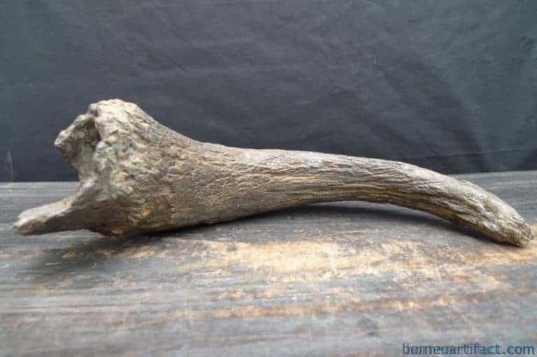 skull fossils ancient buffalo and antler fossil sulawesi organic remains relic FOSSILS ANCIENT BUFFALO Skull & Antler Fossil Sulawesi Organic Remains Relic