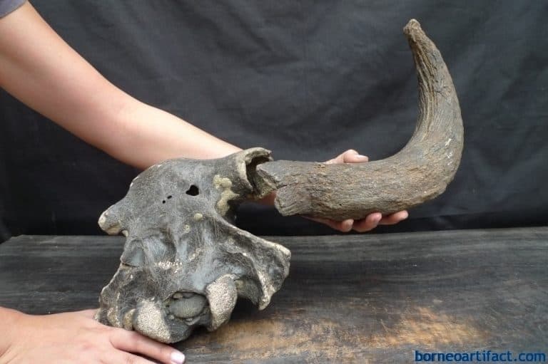 skull fossils ancient buffalo and antler fossil sulawesi organic remains relic antler fossil