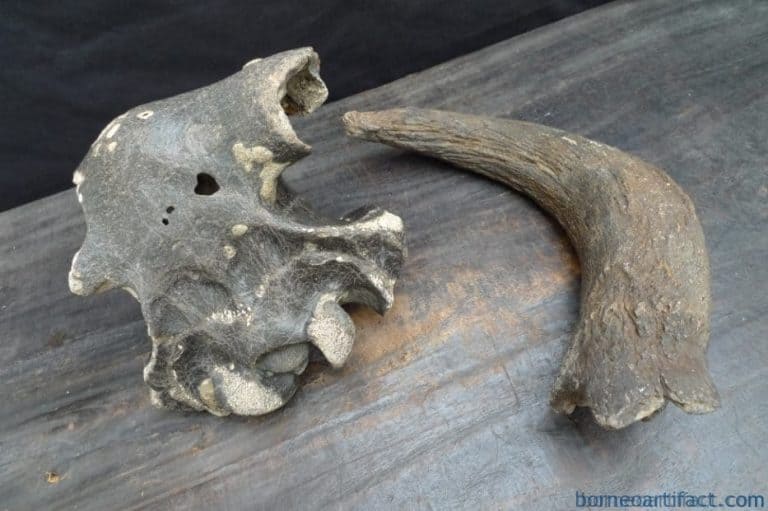 skull fossils ancient buffalo and antler fossil sulawesi organic remains relic FOSSILS ANCIENT BUFFALO Skull & Antler Fossil Sulawesi Organic Remains Relic