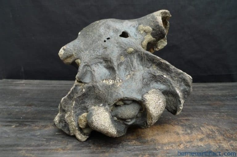 skull fossils ancient buffalo and antler fossil sulawesi organic remains relic FOSSILS ANCIENT BUFFALO Skull & Antler Fossil Sulawesi Organic Remains Relic