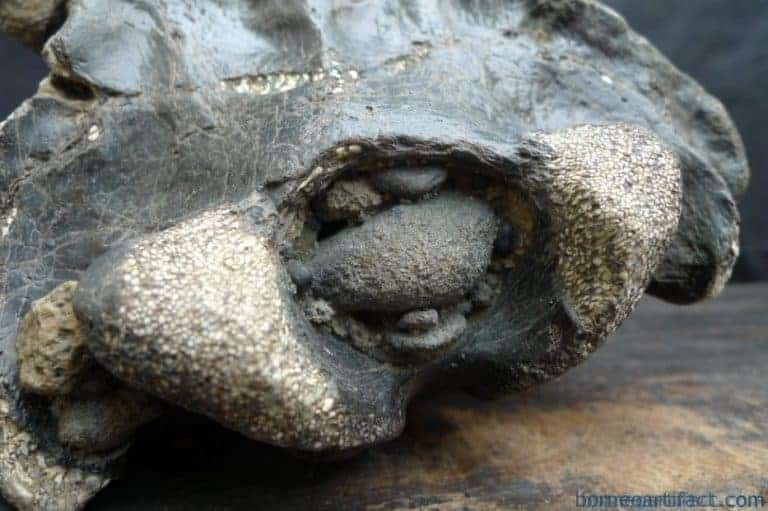 skull fossils ancient buffalo and antler fossil sulawesi organic remains relic FOSSILS ANCIENT BUFFALO Skull & Antler Fossil Sulawesi Organic Remains Relic