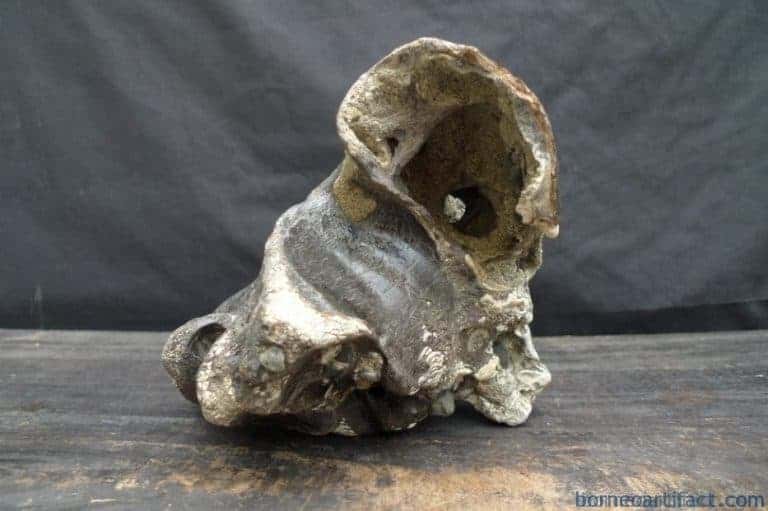 skull fossils ancient buffalo and antler fossil sulawesi organic remains relic FOSSILS ANCIENT BUFFALO Skull & Antler Fossil Sulawesi Organic Remains Relic