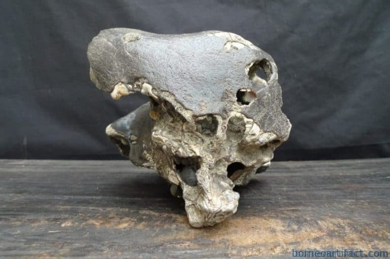 skull fossils ancient buffalo and antler fossil sulawesi organic remains relic FOSSILS ANCIENT BUFFALO Skull & Antler Fossil Sulawesi Organic Remains Relic