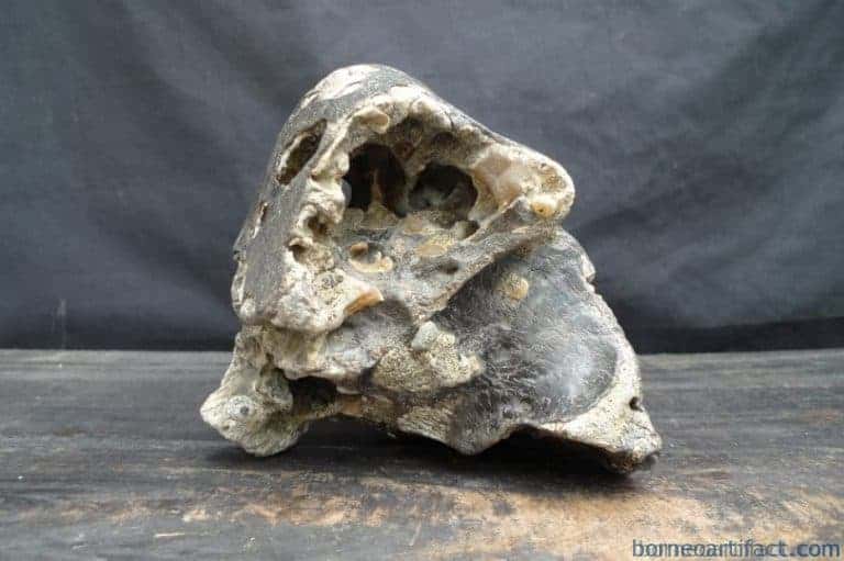 skull fossils ancient buffalo and antler fossil sulawesi organic remains relic FOSSILS ANCIENT BUFFALO Skull & Antler Fossil Sulawesi Organic Remains Relic