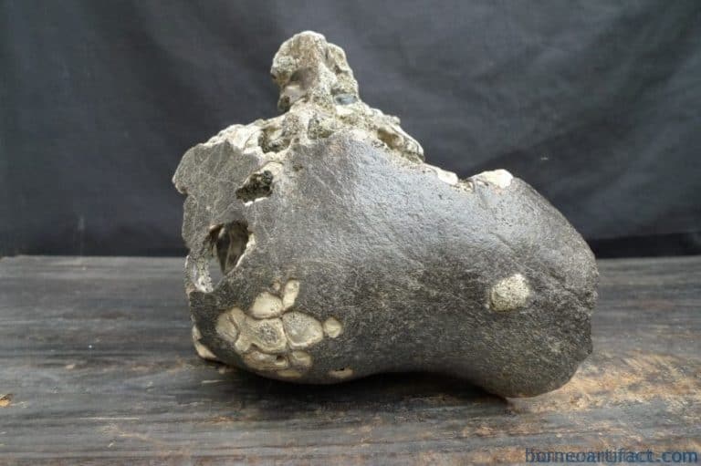 skull fossils ancient buffalo and antler fossil sulawesi organic remains relic FOSSILS ANCIENT BUFFALO Skull & Antler Fossil Sulawesi Organic Remains Relic