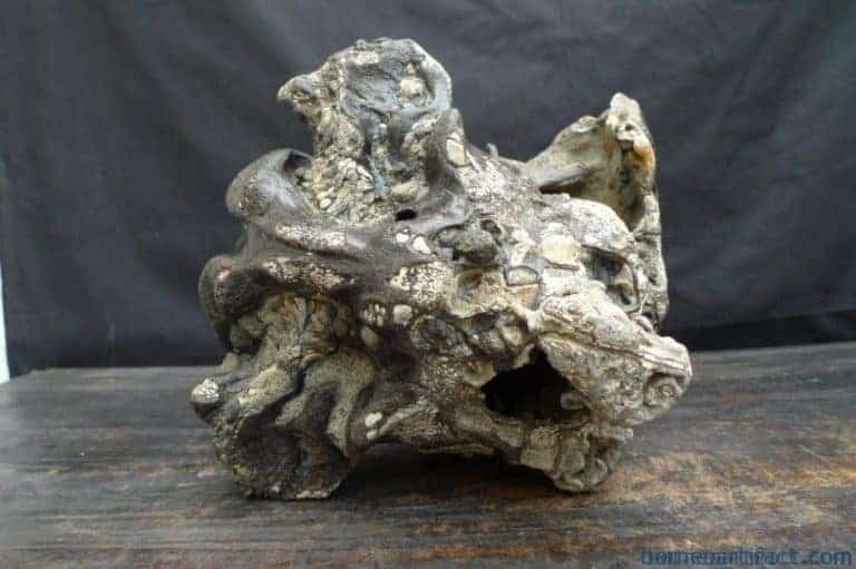 skull fossils ancient buffalo and antler fossil sulawesi organic remains relic FOSSILS ANCIENT BUFFALO Skull & Antler Fossil Sulawesi Organic Remains Relic