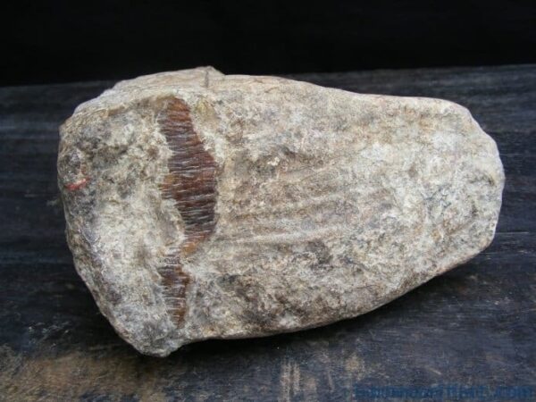 just discovered massive stegodon molar fossil teeth organic remains relic borneo