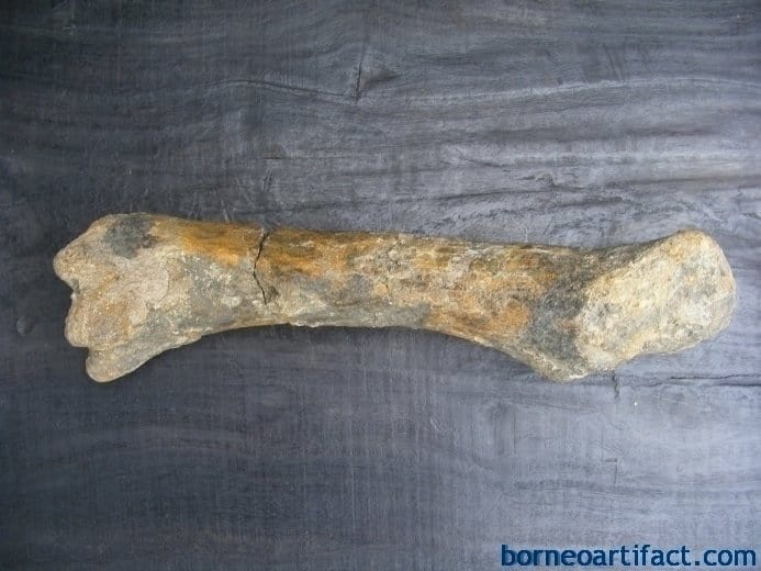 ancient fossil 350mm mega size bone stegodon no dinosaur megalodon fossils relic ANCIENTFOSSILmmMEGASIZEBONEStegodonNoDinosaurMegalodonFossilsRelic