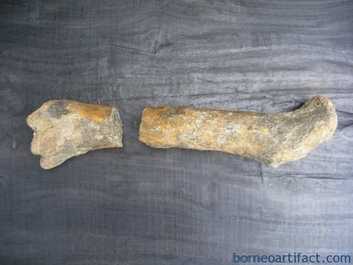 ancient fossil 350mm mega size bone stegodon no dinosaur megalodon fossils relic ANCIENTFOSSILmmMEGASIZEBONEStegodonNoDinosaurMegalodonFossilsRelic
