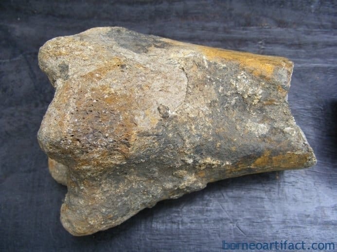 ancient fossil 350mm mega size bone stegodon no dinosaur megalodon fossils relic ANCIENTFOSSILmmMEGASIZEBONEStegodonNoDinosaurMegalodonFossilsRelic