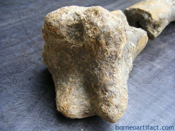 ancient fossil 350mm mega size bone stegodon no dinosaur megalodon fossils relic ANCIENTFOSSILmmMEGASIZEBONEStegodonNoDinosaurMegalodonFossilsRelic