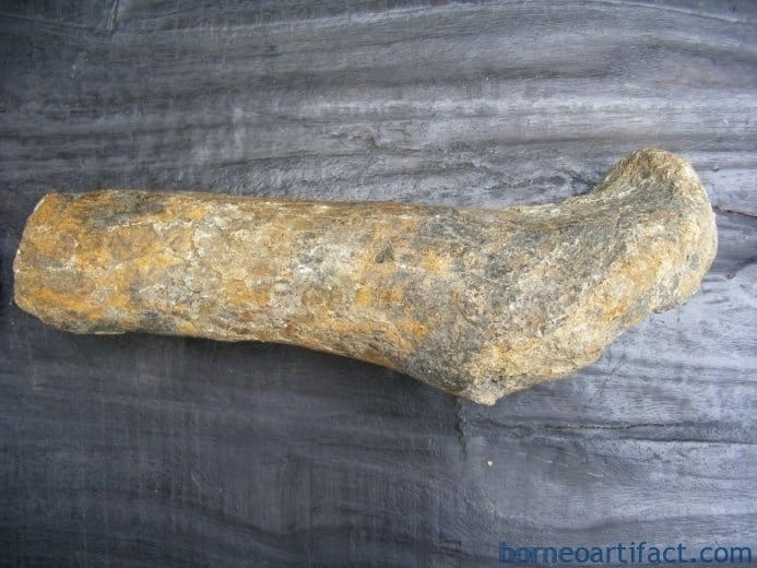 ancient fossil 350mm mega size bone stegodon no dinosaur megalodon fossils relic ANCIENTFOSSILmmMEGASIZEBONEStegodonNoDinosaurMegalodonFossilsRelic