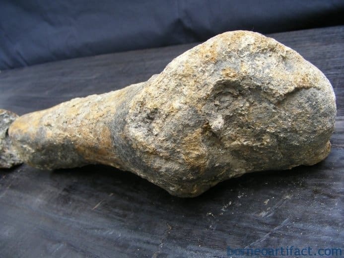 ancient fossil 350mm mega size bone stegodon no dinosaur megalodon fossils relic ANCIENTFOSSILmmMEGASIZEBONEStegodonNoDinosaurMegalodonFossilsRelic