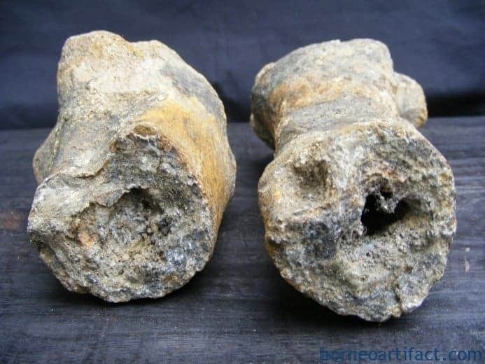 ancient fossil 350mm mega size bone stegodon no dinosaur megalodon fossils relic ANCIENTFOSSILmmMEGASIZEBONEStegodonNoDinosaurMegalodonFossilsRelic