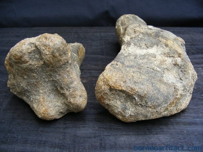 ancient fossil 350mm mega size bone stegodon no dinosaur megalodon fossils relic ANCIENTFOSSILmmMEGASIZEBONEStegodonNoDinosaurMegalodonFossilsRelic