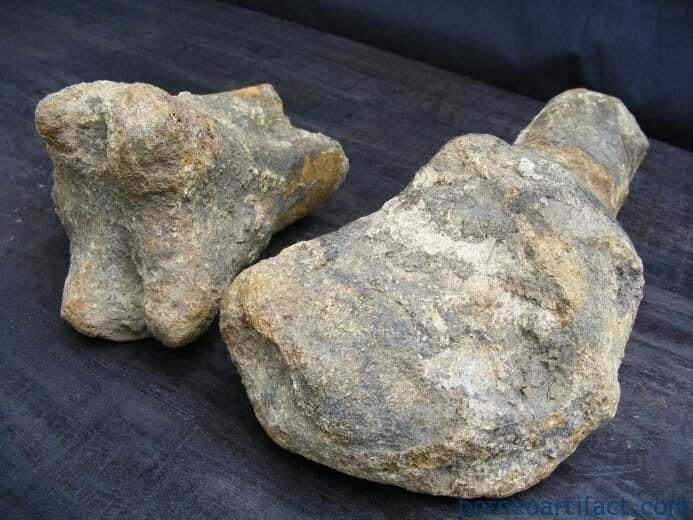 ancient fossil 350mm mega size bone stegodon no dinosaur megalodon fossils relic ANCIENTFOSSILmmMEGASIZEBONEStegodonNoDinosaurMegalodonFossilsRelic