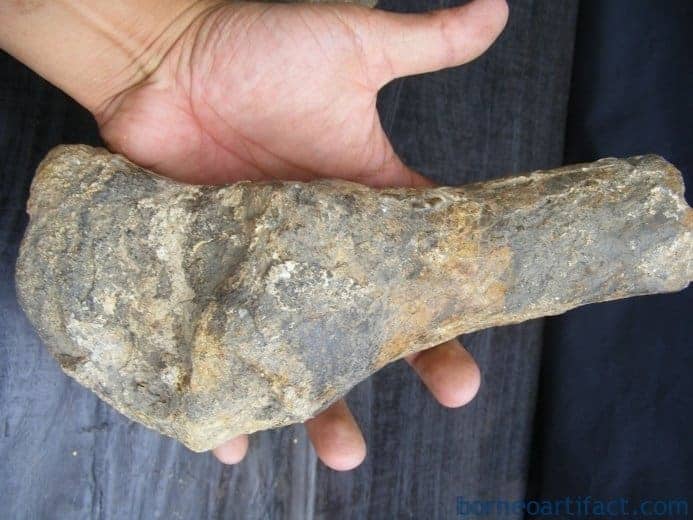ancient fossil 350mm mega size bone stegodon no dinosaur megalodon fossils relic ANCIENTFOSSILmmMEGASIZEBONEStegodonNoDinosaurMegalodonFossilsRelic