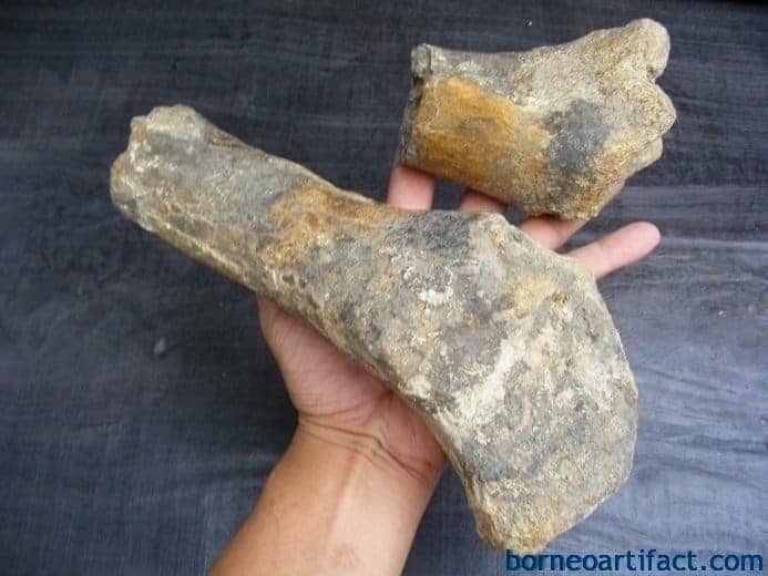 ancient fossil 350mm mega size bone stegodon no dinosaur megalodon fossils relic fossil
