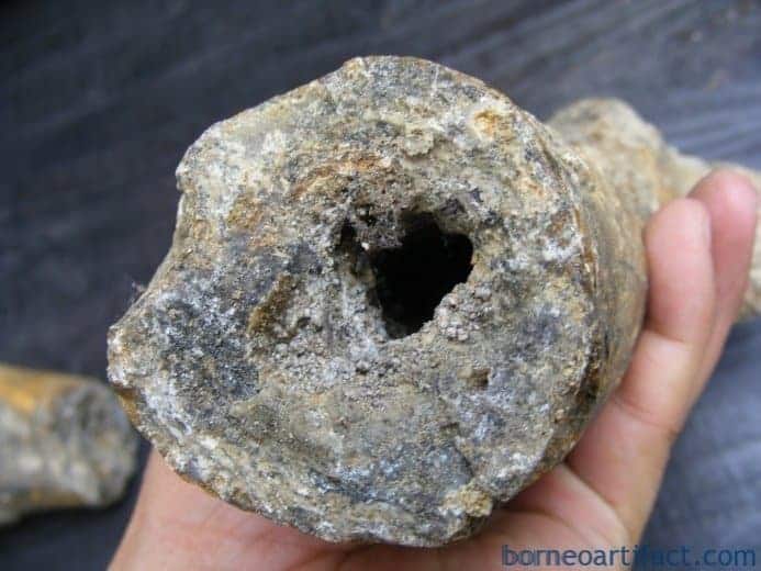 ancient fossil 350mm mega size bone stegodon no dinosaur megalodon fossils relic ANCIENTFOSSILmmMEGASIZEBONEStegodonNoDinosaurMegalodonFossilsRelic