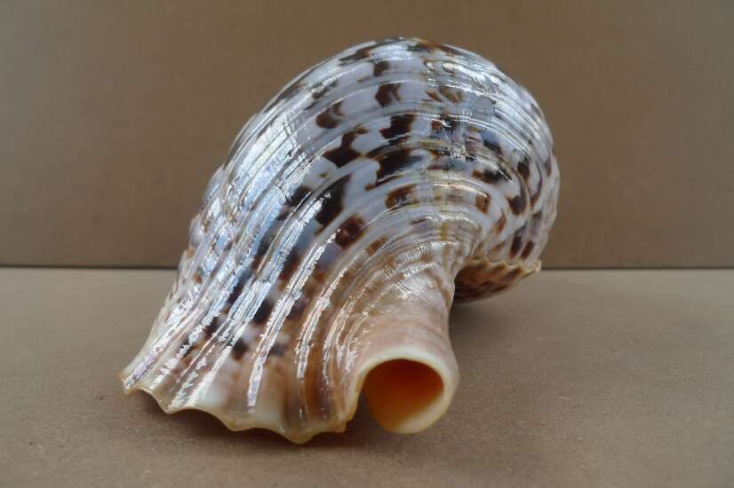 GIANT PACIFIC TRITON 340mm / 13.4 ” Asia Asian Seashell Sea Snail Charonia Trumpet Bed Lamp GIANT PACIFIC TRITON 340mm / 13.4 ” Asia Asian Seashell Sea Snail Charonia Trumpet Bed Lamp