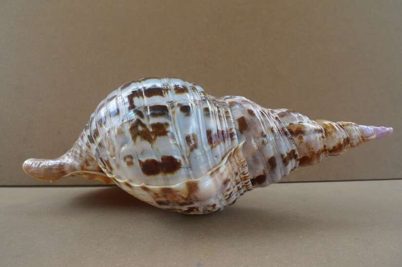 GIANT PACIFIC TRITON 340mm / 13.4 ” Asia Asian Seashell Sea Snail Charonia Trumpet Bed Lamp GIANT PACIFIC TRITON 340mm / 13.4 ” Asia Asian Seashell Sea Snail Charonia Trumpet Bed Lamp
