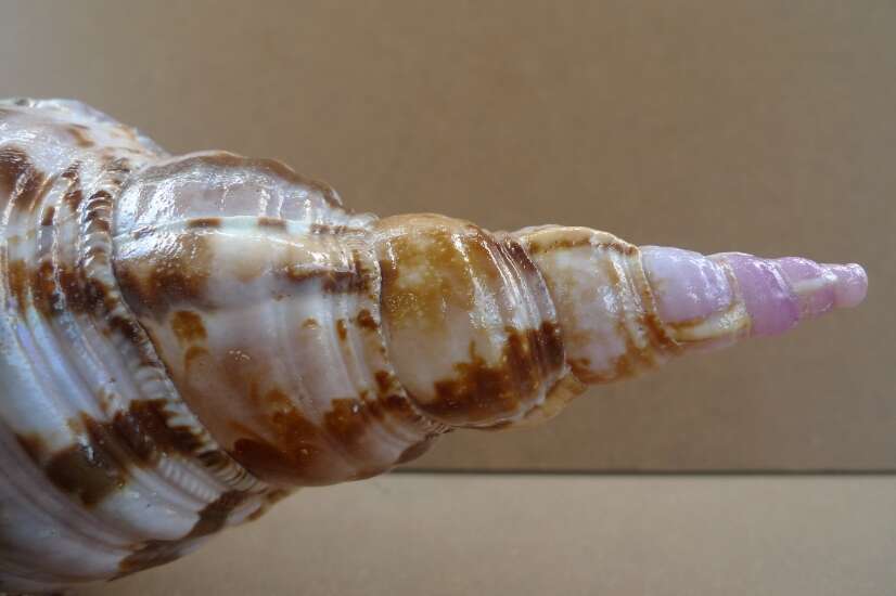 GIANT PACIFIC TRITON 340mm / 13.4 ” Asia Asian Seashell Sea Snail Charonia Trumpet Bed Lamp GIANT PACIFIC TRITON 340mm / 13.4 ” Asia Asian Seashell Sea Snail Charonia Trumpet Bed Lamp