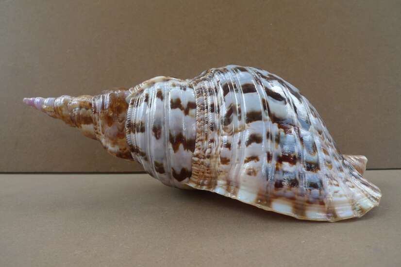 GIANT PACIFIC TRITON 340mm / 13.4 ” Asia Asian Seashell Sea Snail Charonia Trumpet Bed Lamp GIANT PACIFIC TRITON 340mm / 13.4 ” Asia Asian Seashell Sea Snail Charonia Trumpet Bed Lamp