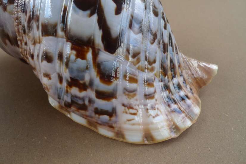 GIANT PACIFIC TRITON 340mm / 13.4 ” Asia Asian Seashell Sea Snail Charonia Trumpet Bed Lamp GIANT PACIFIC TRITON 340mm / 13.4 ” Asia Asian Seashell Sea Snail Charonia Trumpet Bed Lamp