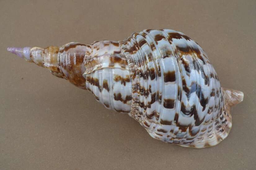 GIANT PACIFIC TRITON 340mm / 13.4 ” Asia Asian Seashell Sea Snail Charonia Trumpet Bed Lamp GIANT PACIFIC TRITON 340mm / 13.4 ” Asia Asian Seashell Sea Snail Charonia Trumpet Bed Lamp