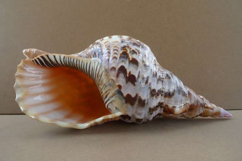 GIANT PACIFIC TRITON 340mm / 13.4 ” Asia Asian Seashell Sea Snail Charonia Trumpet Bed Lamp GIANT PACIFIC TRITON 340mm / 13.4 ” Asia Asian Seashell Sea Snail Charonia Trumpet Bed Lamp