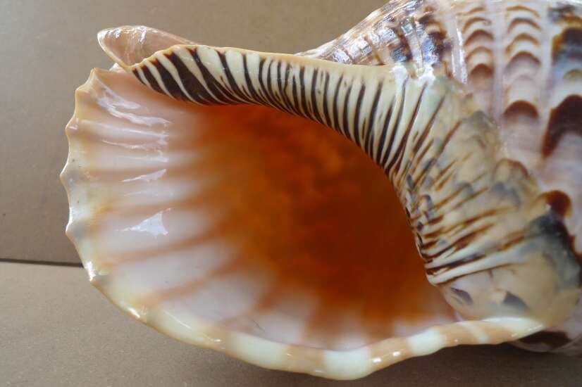 GIANT PACIFIC TRITON 340mm / 13.4 ” Asia Asian Seashell Sea Snail Charonia Trumpet Bed Lamp GIANT PACIFIC TRITON 340mm / 13.4 ” Asia Asian Seashell Sea Snail Charonia Trumpet Bed Lamp