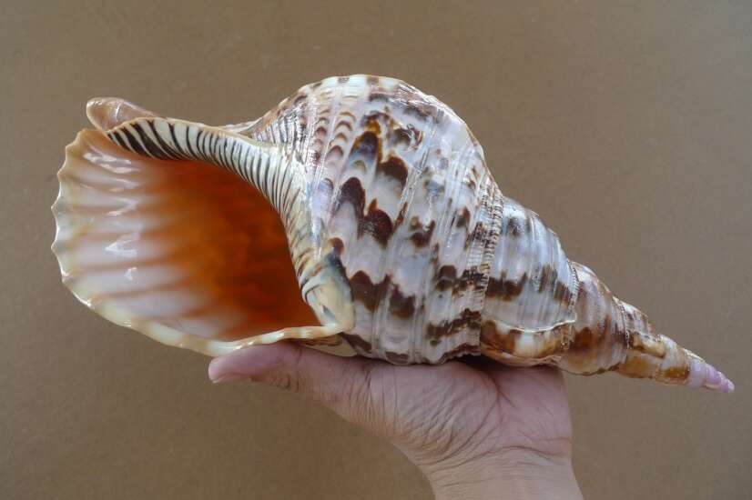 GIANT PACIFIC TRITON 340mm / 13.4 ” Asia Asian Seashell Sea Snail Charonia Trumpet Bed Lamp GIANT PACIFIC TRITON 340mm / 13.4 ” Asia Asian Seashell Sea Snail Charonia Trumpet Bed Lamp