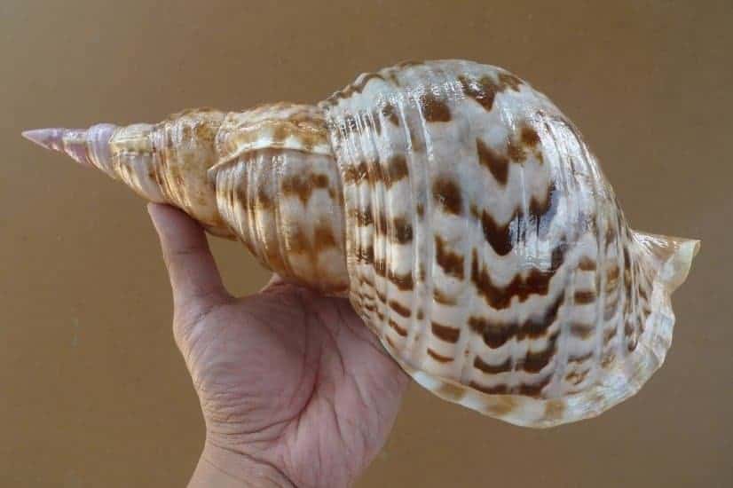 pacific triton 310mm large sea snail seashell charonia trumpet asian art home deco #1 PACIFICTRITONmmLargeSeaSnailSeashellCharoniaTrumpetAsianArtHomeDeco