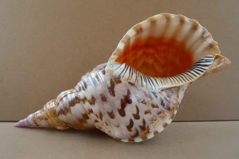 pacific triton 310mm large sea snail seashell charonia trumpet asian art home deco #1 PACIFICTRITONmmLargeSeaSnailSeashellCharoniaTrumpetAsianArtHomeDeco